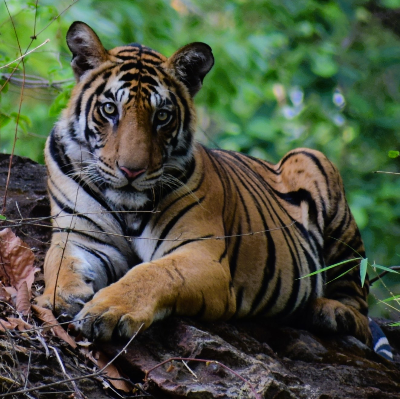 WILDLIFE